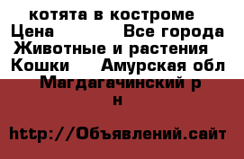 котята в костроме › Цена ­ 2 000 - Все города Животные и растения » Кошки   . Амурская обл.,Магдагачинский р-н